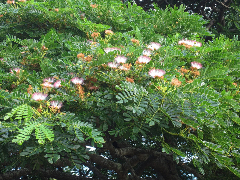 B Mimosa tree sort of