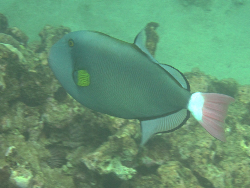 C Pink tailed Triggerfish