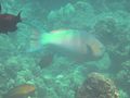 C Huge Rainbow Parrotfish