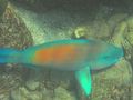 C Just anoither gorgeous parrotfish