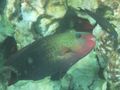 C Redlipped parrotfish NEW