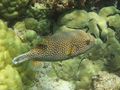 C Spotted puffer