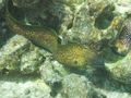 C Yellow margin moray eel NEW