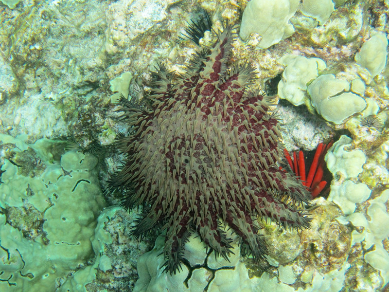 D Crown of thorns starfish NEW
