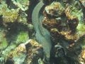 C White mouth eel