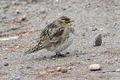 03 HORNED LARK_InPixio