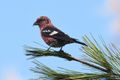 08 WHITE-WINGED CROSSBILL_InPixio