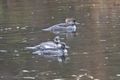 01 Hooded Mergansers at the lake