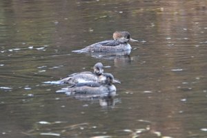 01 Hooded Mergansers at the lake