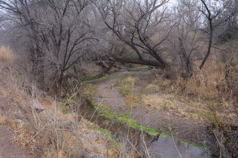 Typical view of Sonoita Creek