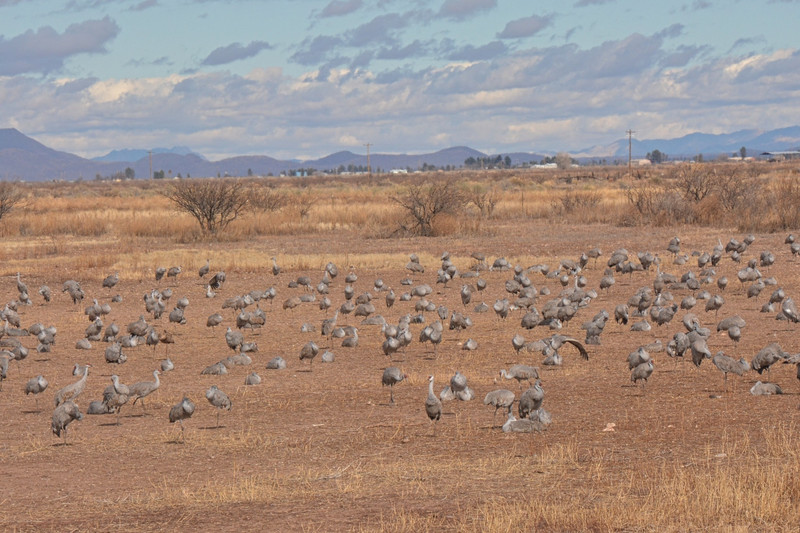Sandhill Cranes in Arizona