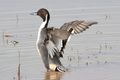 Northern Pintail flapping