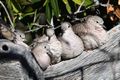 A snuggle of inca doves