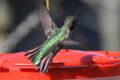 Broad tailed hummer