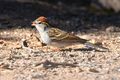 SPARROW RUFOUS-WINGED