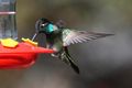 Rivoli Hummingbird