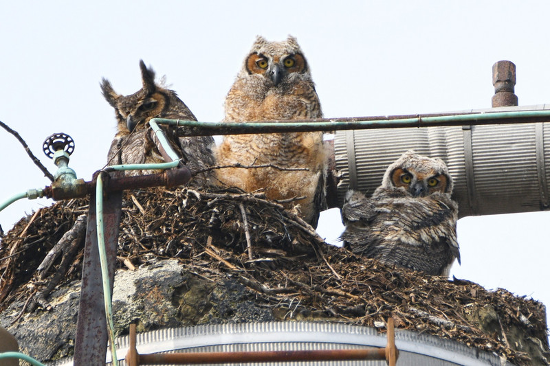Great Horned owls
