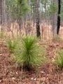 baby longleaf pine