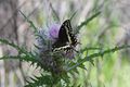 3 Giant thistle and butterfly