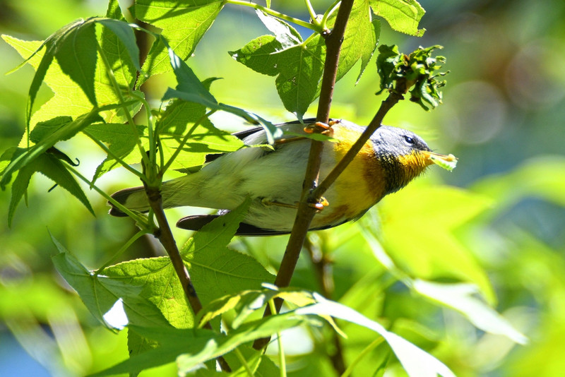NORTHERN PARULA WITH FOOD!