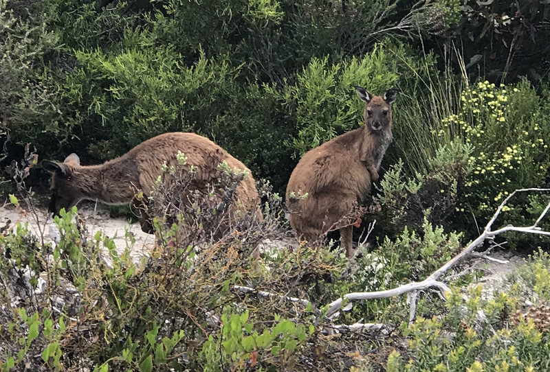 Two kangaroos at Seal Bay