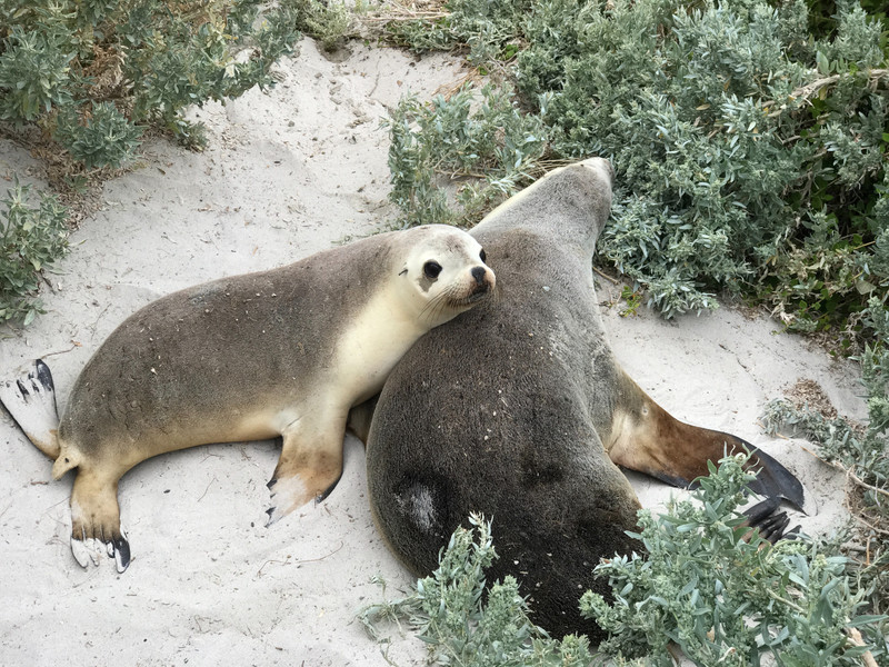 Mom sea lion and cub