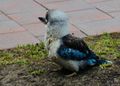 Blue Tail Kookaburra