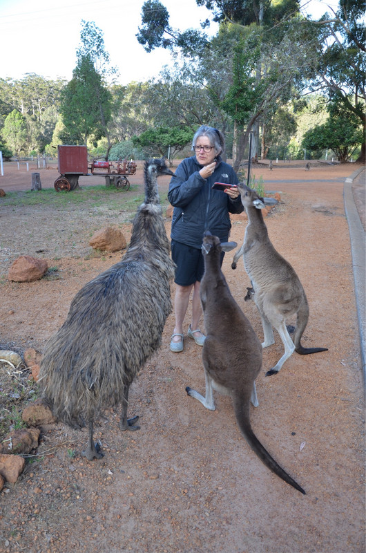 Emu and kangaroos 
