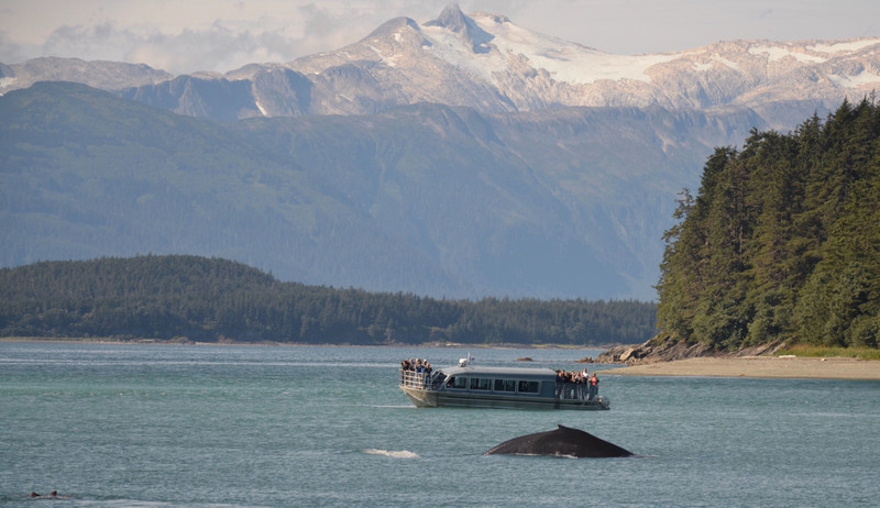 Humpback, Tour boat and snow capped mountains