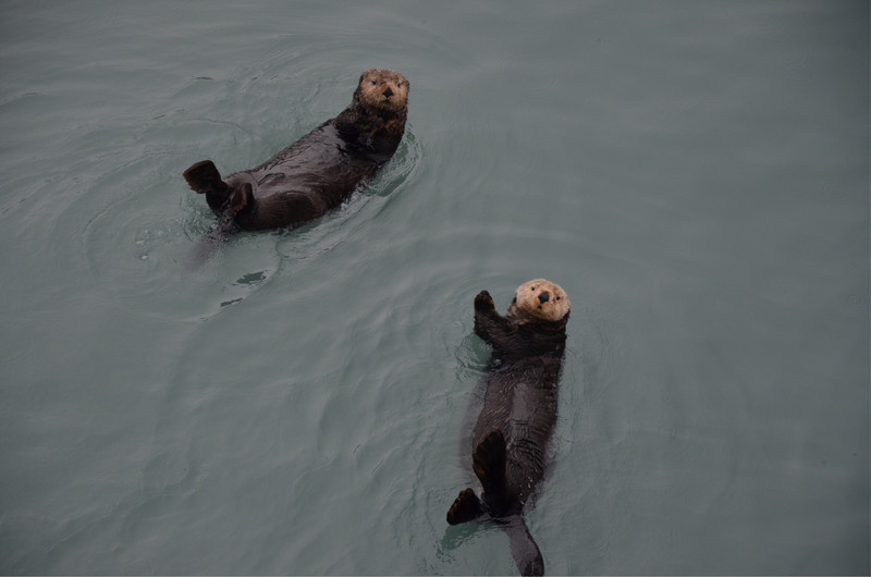 Sea otters. Aren’t they cute?