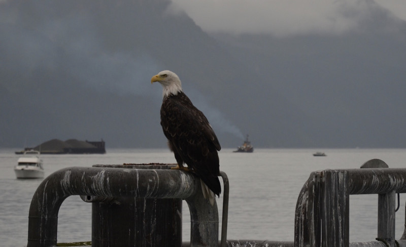 Bald Eagle