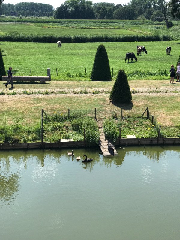 Black swans and black & white cows