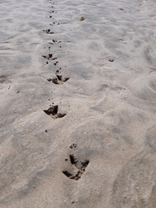 Kiwi footprints
