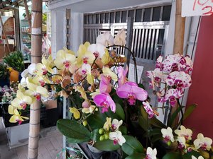 Orchids 1