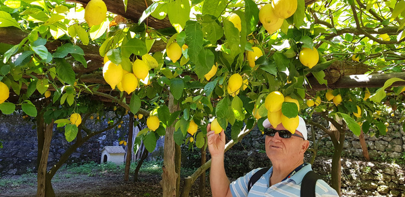 An abundance of lemons