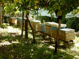 Bees in the grove to pollinate the trees