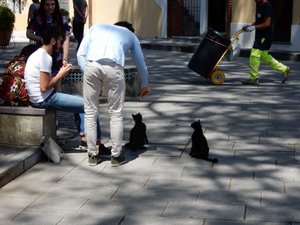 Mongrel Cats being fed in Ravello