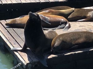 Friendly Seals at San Francisco Pier