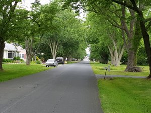 Long tree lined avenues