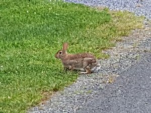 Met this rabbit on my morning walk