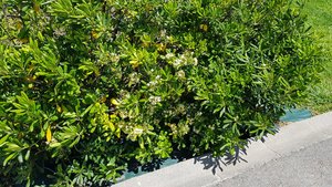 A Jesamine bush for Barb in Gijon