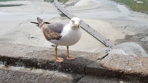 Fat Seagull 2