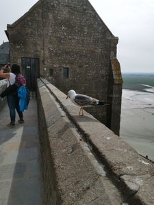 A Big Fat Seagull at the Mont