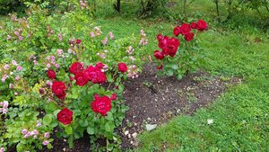 Rose Garden 4