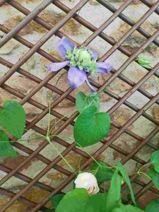 Rocomadour 25 - Roz thinks this might be a clematis