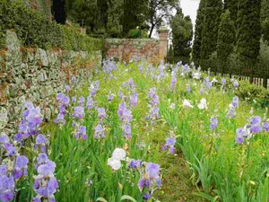Abbaye Fontfroid 46 - A bunch of Irises