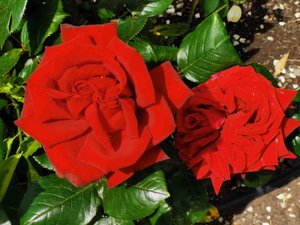 80 - Beautiful Roses