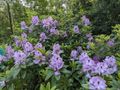 176 - Monets Garden 7 - Rhododendrums