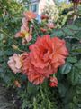 190 - Monets Garden 21 - Another rose