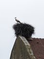 289 - Eguisheim Tour - Stork and nest on top of the church